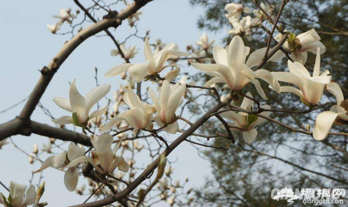 春暖花开了 2017年北京最全赏花攻略地图[墙根网]