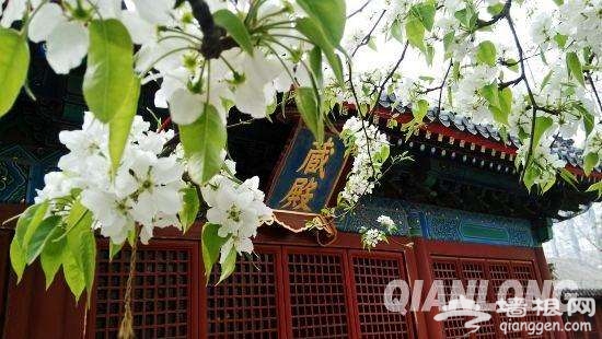 春暖花开了 2017年北京最全赏花攻略地图[墙根网]