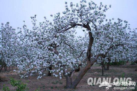 春暖花开了 2017年北京最全赏花攻略地图[墙根网]