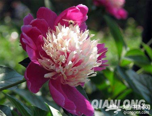春暖花开了 2017年北京最全赏花攻略地图[墙根网]