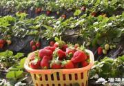 北京草莓采摘首选丁丁草莓园，小汤山草莓采摘推荐