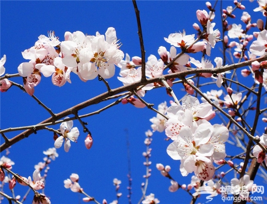 最新最全石家庄道路赏花地图出炉 春季与百花相约[墙根网]