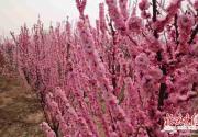 2017平谷桃花节4月中旬开幕 四月芳菲在桃林 恰似陶渊明笔下“桃花源”