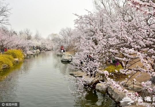 北京春季赏花地推荐 快拿好这份赏花指南