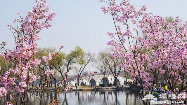 赏花季来了 北京最热门赏花地儿攻略