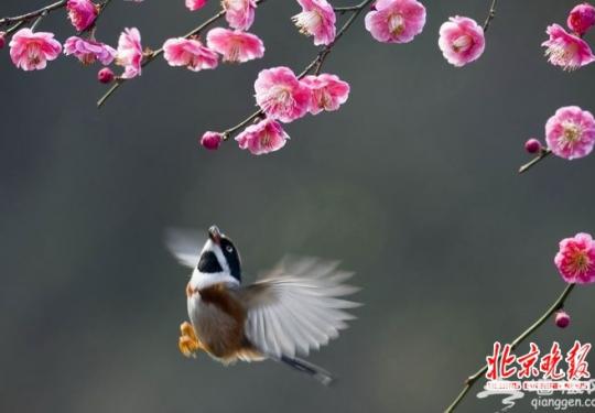 清明假期赏花 北京植物园梅花文化馆试开放