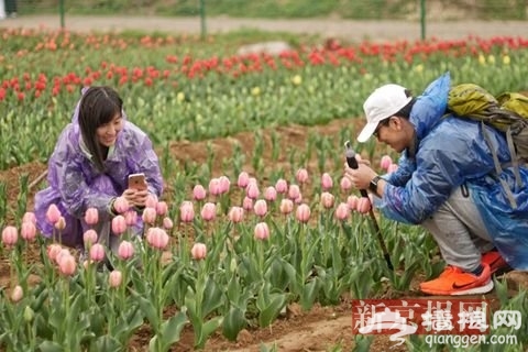 第八届北京国际山地徒步大会开幕 首站走进油菜花海[墙根网]