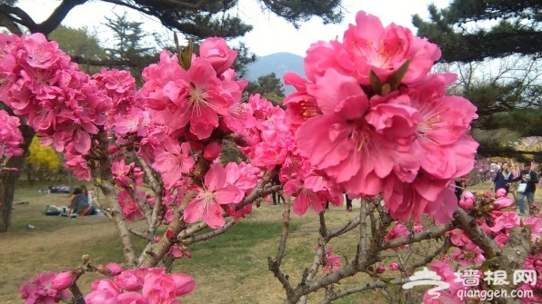 北京植物园桃花节：桃花盛开 游人如