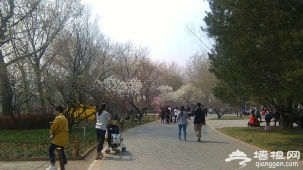 北京植物园桃花节：桃花盛开 游人如[墙根网]