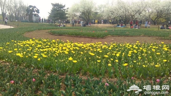 北京植物园桃花节：桃花盛开 游人如[墙根网]
