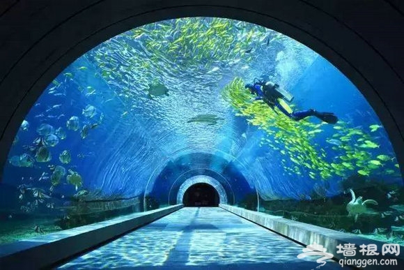 大山里一抹来自海洋的蓝色——多彩贵州城极地海洋世界[墙根网]