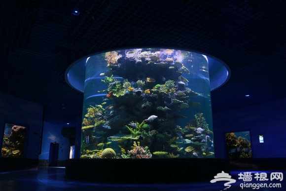 大山里一抹来自海洋的蓝色——多彩贵州城极地海洋世界[墙根网]