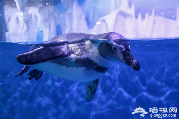 大山里一抹来自海洋的蓝色——多彩贵州城极地海洋世界[墙根网]