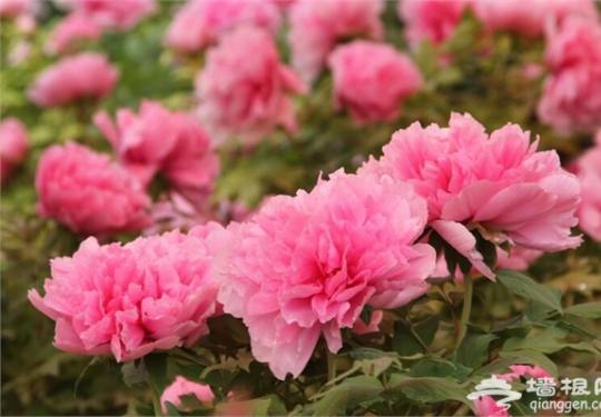  2017北京延庆牡丹节攻略(牡丹科技文化节) 京城看百万牡丹花海