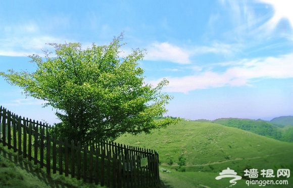百里荒——没有夏季的南方草原[墙根网]