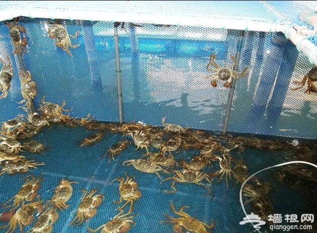 阳澄湖除了吃蟹还有这些好玩的，阳澄湖最全攻略[墙根网]