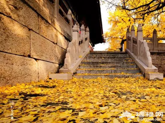再过一个月，北京这些最黄的地方便是人间仙境！[墙根网]