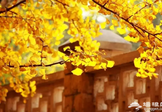 再过一个月，北京这些最黄的地方便是人间仙境！