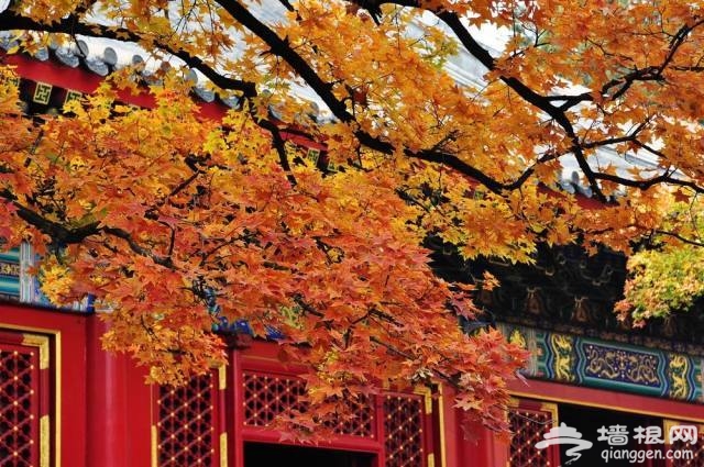 香山红叶节公交专线开通[墙根网]