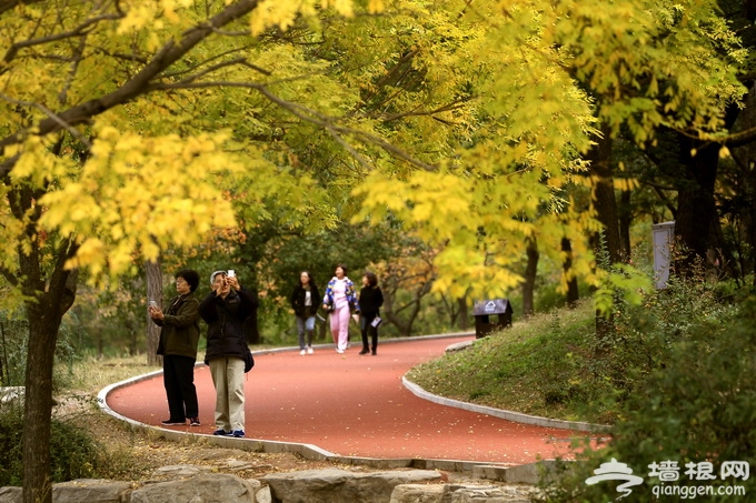 北京发布20处“黄叶”观赏点 为游客错峰游香山提供更多选择[墙根网]