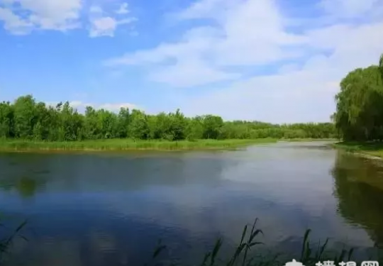 北京市唯一现存的大型芦苇沼泽湿地