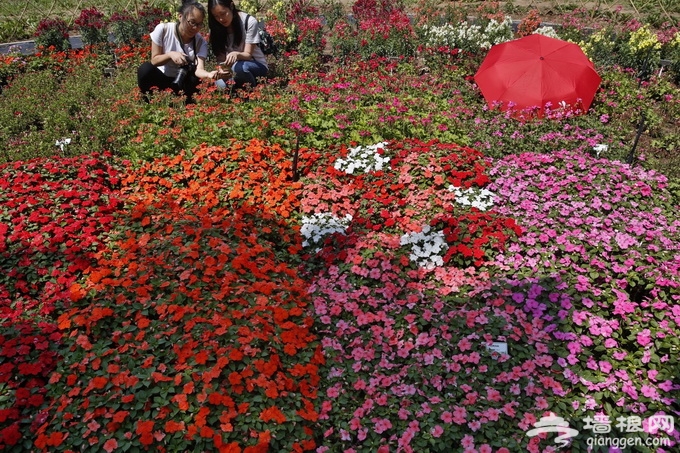 2019北京世园会植物馆方案发布：展示“植物不可思议的智慧”[墙根网]