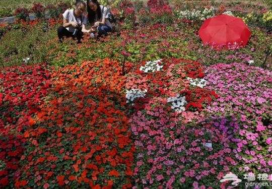 2019北京世园会植物馆方案发布：展示“植物不可思议的智慧”