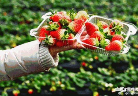 重庆冬草莓采摘最强攻略新鲜出炉！