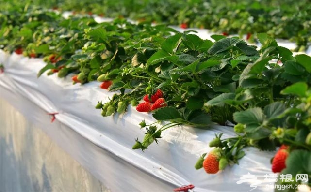 这16家能使用“昌平草莓”地标的园子，您去过几个？