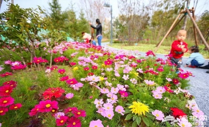 今年北京再添15处城市森林 看看你家附近有没有？[墙根网]