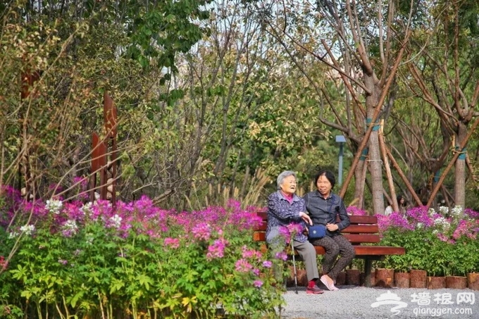 今年北京再添15处城市森林 看看你家附近有没有？[墙根网]
