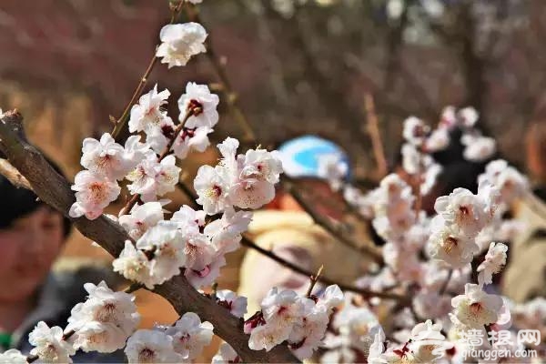 春节赏花看腊梅 京城梅花观赏地[墙根网]