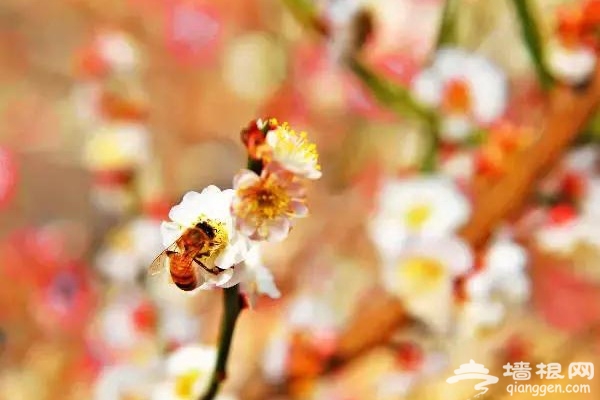 春节赏花看腊梅 京城梅花观赏地[墙根网]