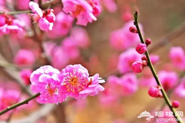 春节赏花看腊梅 京城梅花观赏地[墙根网]