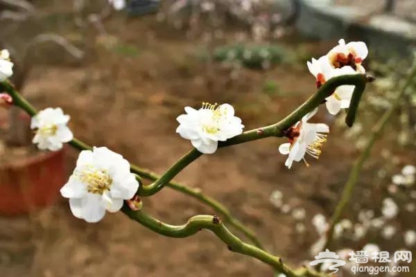 春节赏花看腊梅 京城梅花观赏地[墙根网]