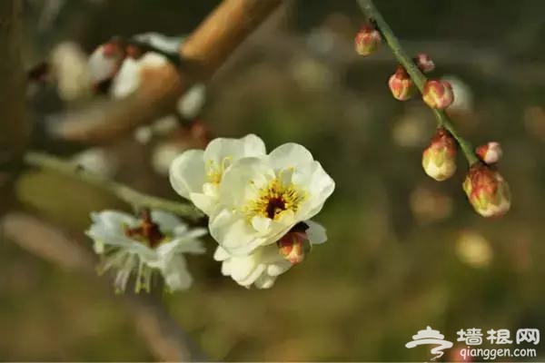 春节赏花看腊梅 京城梅花观赏地[墙根网]