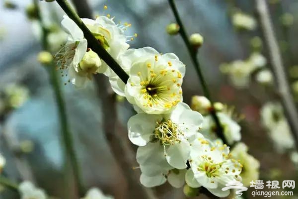 春节赏花看腊梅 京城梅花观赏地[墙根网]
