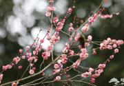 北京春节除了逛庙会还能去哪玩？这些地方的春意最浓