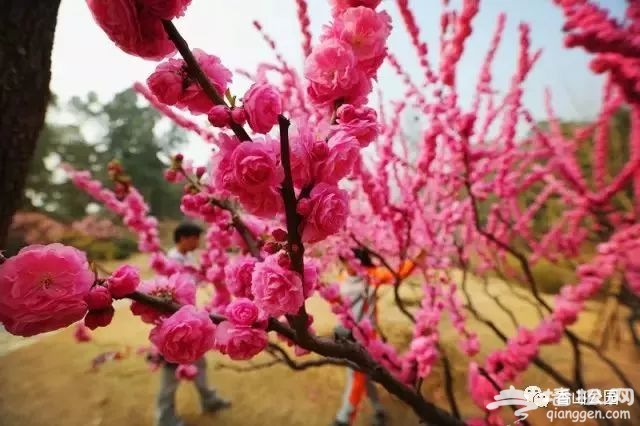 北京香山公园春季赏花攻略（时间+花种+门票）[墙根网]