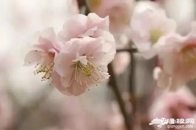北京香山公园春季赏花攻略（时间+花种+门票）[墙根网]