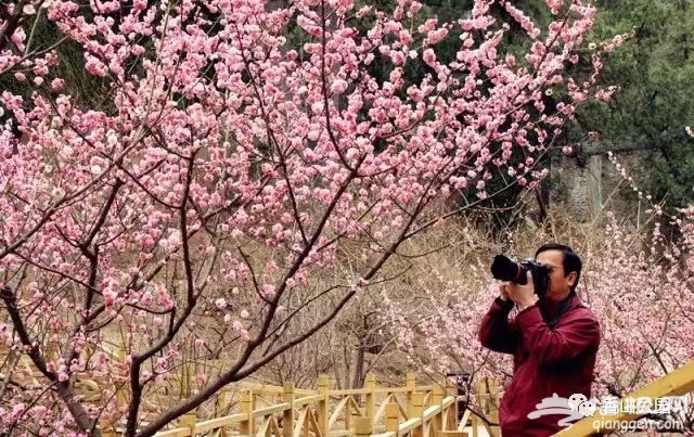 北京香山公园春季赏花攻略（时间+花种+门票）[墙根网]