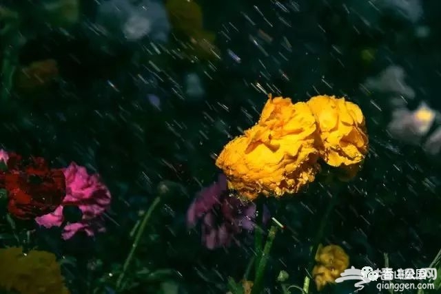 北京香山公园春季赏花攻略（时间+花种+门票）[墙根网]