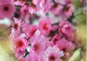 2019春季海淀赏花地图抢鲜出炉，这个春天你最想去哪？