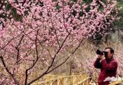 北京香山公园春季赏花攻略（时间+花种+门票）