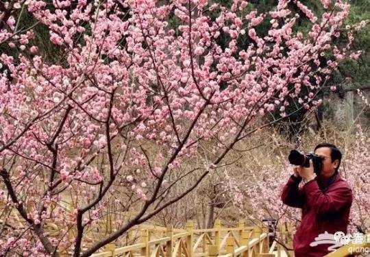 北京香山公园春季赏花攻略（时间+花种+门票）