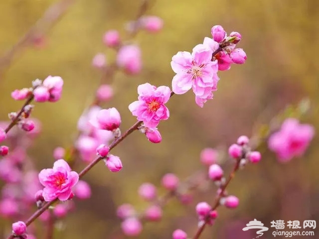 上海春天哪里的花景最美？上海周末踏春赏花地图[墙根网]