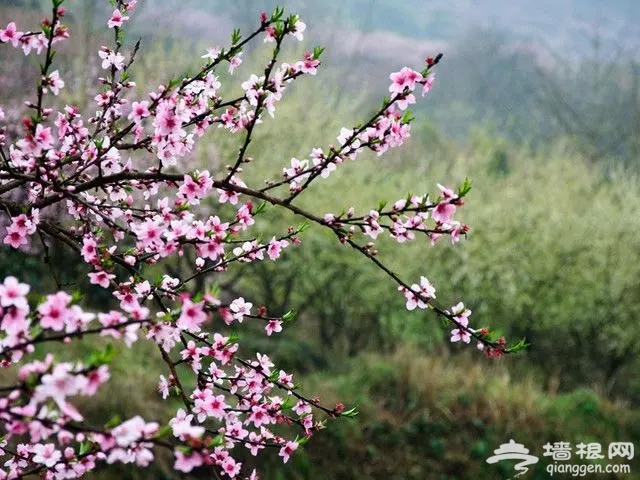 上海春天哪里的花景最美？上海周末踏春赏花地图[墙根网]