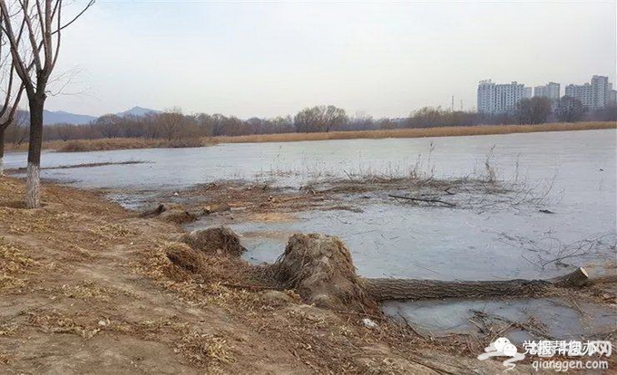 北京昌平新城滨河森林公园成“冰河世界” 苦了树木和建筑[墙根网]