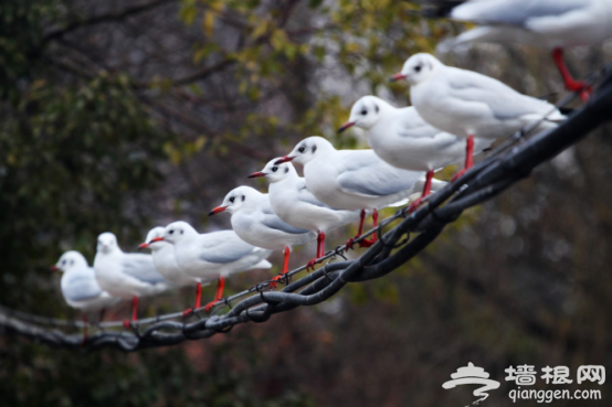 红嘴鸥IP形象首秀,昆明旅游创新特色文化品牌
