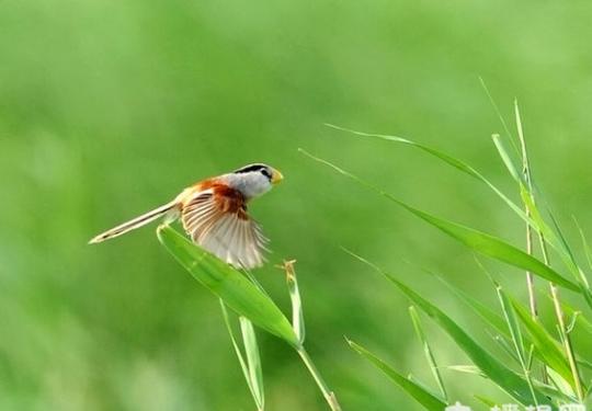北京发现震旦鸦雀 数量稀少已被列入国际鸟类红皮书